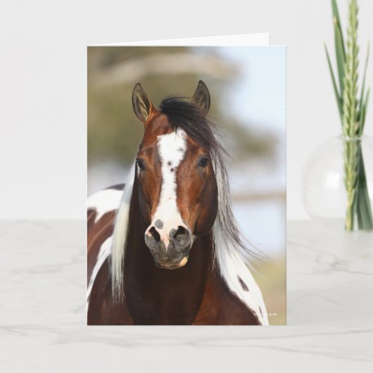 Bob Langrish | Paint Stallion Headshot Kaart (Voorkant)
