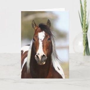 Bob Langrish   Paint Stallion Headshot Kaart