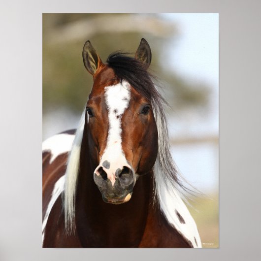 Bob Langrish | Paint Stallion Headshot Poster (Voorkant)