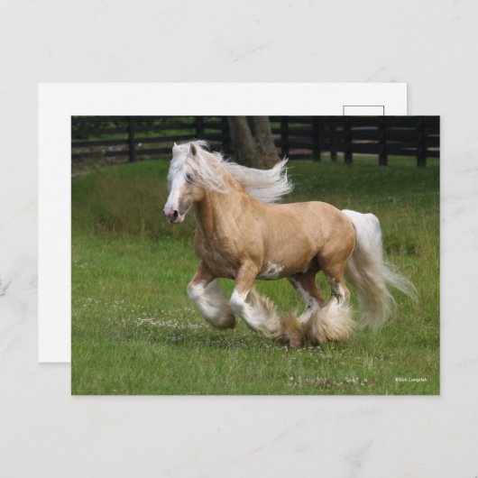 Bob Langrish | Palomino Gypsy Vanner Paard in bedr Briefkaart (Voorkant / Achterkant)