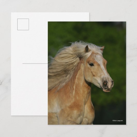 Bob Langrish | Palomino Haflinger Headshot Briefkaart (Voorkant / Achterkant)