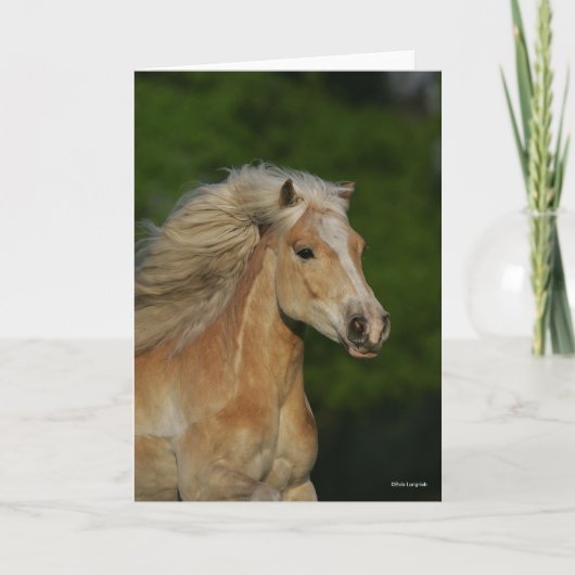 Bob Langrish | Palomino Haflinger Headshot Kaart (Voorkant)