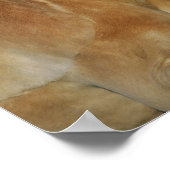 Bob Langrish | Palomino Haflinger Headshot Poster (Hoek)