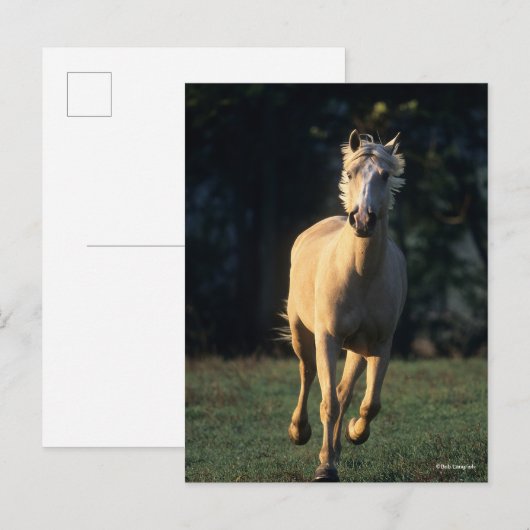 Bob Langrish | Palomino Horse Running Backlit Briefkaart (Voorkant / Achterkant)