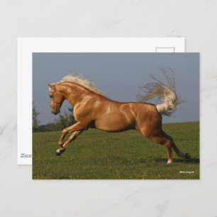 Bob Langrish   Palomino Lusitano Stallion Leaping Briefkaart