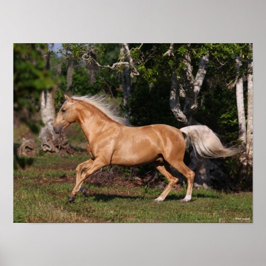 Bob Langrish | Palomino Lusitano Stallion Running Poster (Voorkant)