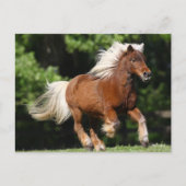 Bob Langrish | Palomino Miniatuur Pony Briefkaart (Voorkant)