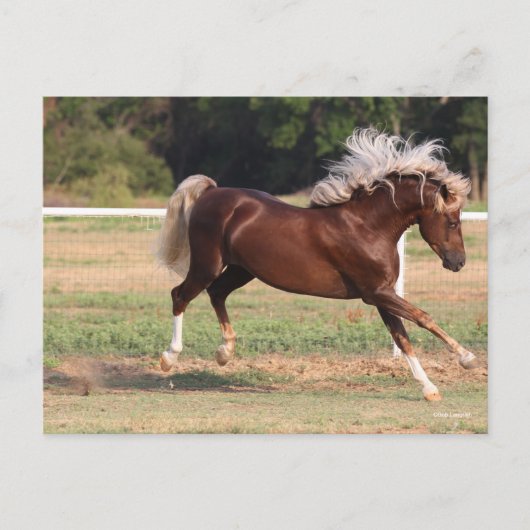 Bob Langrish | Palomino Morgan Horse Bucking Briefkaart (Voorkant)
