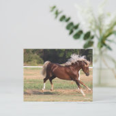 Bob Langrish | Palomino Morgan Horse Bucking Briefkaart (Staand voorkant)