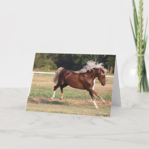 Bob Langrish   Palomino Morgan Horse Bucking Kaart