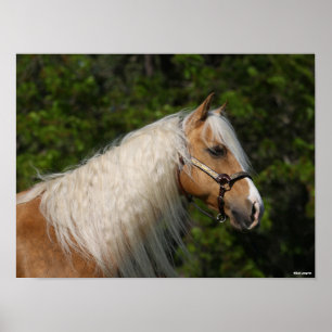 Bob Langrish Palomino Quarter Horse Headshot Poster