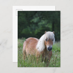 Bob Langrish   Palomino Shetland in gras Briefkaart