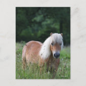 Bob Langrish | Palomino Shetland in gras Briefkaart (Voorkant)