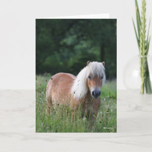 Bob Langrish   Palomino Shetland in gras Kaart