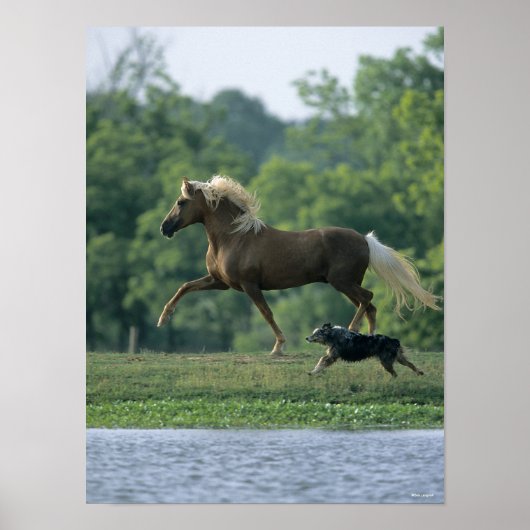 Bob Langrish | Palomino Tennessee Walker en Dog Poster (Voorkant)