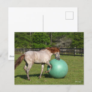 Bob Langrish Paso Fino-paarden met een kogel Briefkaart