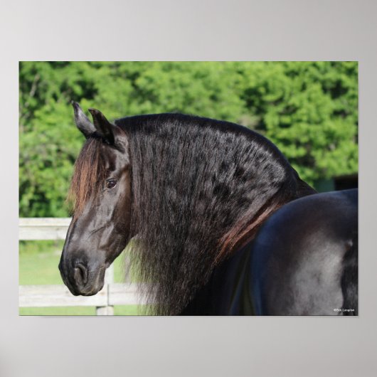 Bob Langrish | Permanent schot voor Friesian Horse Poster (Voorkant)