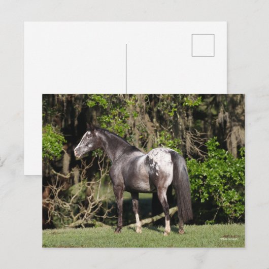 Bob Langrish | Permanente Appaloosa Briefkaart (Voorkant / Achterkant)