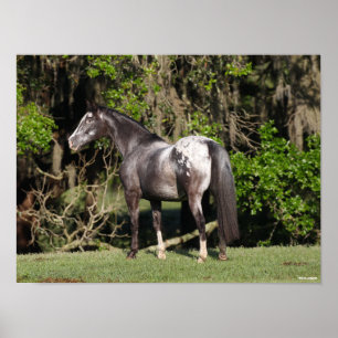 Bob Langrish Permanente Appaloosa Poster