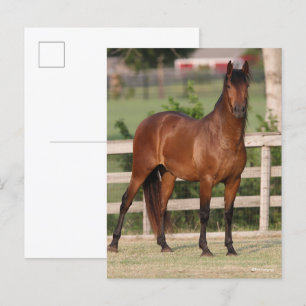 Bob Langrish Permanente Bay Andalucian Briefkaart