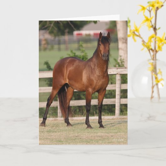 Bob Langrish | Permanente Bay Andalucian Kaart (Gele Bloem)