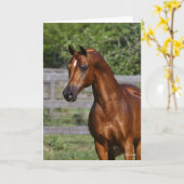 Bob Langrish | Permanente hap van de Arabische Sta Kaart (Gele Bloem)