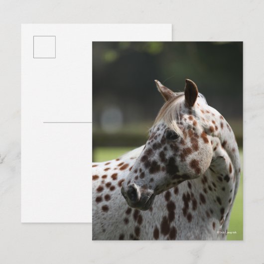 Bob Langrish | Permanente titel Appaloosa Briefkaart (Voorkant / Achterkant)