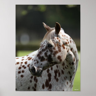 Bob Langrish Permanente titel Appaloosa Poster