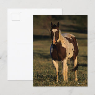 Bob Langrish   Permanente verf Briefkaart