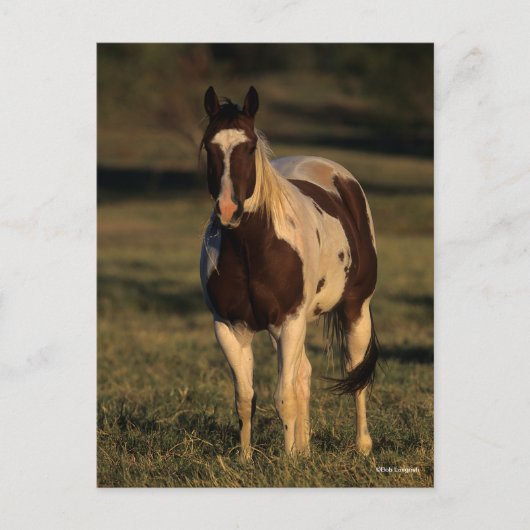 Bob Langrish | Permanente verf Briefkaart (Voorkant)