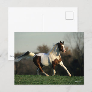 Bob Langrish Pinto Arab Mane and Tail stromend Briefkaart