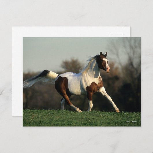 Bob Langrish | Pinto Arab Mane and Tail stromend Briefkaart (Voorkant / Achterkant)