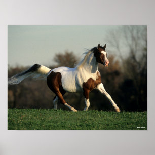 Bob Langrish Pinto Arab Mane and Tail stromend Poster