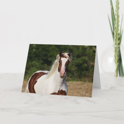 Bob Langrish | Pinto Haflinger Headshot Kaart (Voorkant)