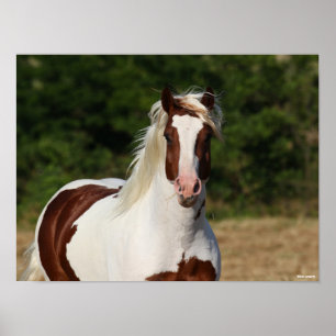 Bob Langrish Pinto Haflinger Headshot Poster