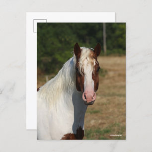 Bob Langrish   Pinto Haflinger Horse Headshot Briefkaart
