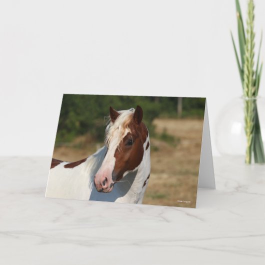 Bob Langrish | Pinto Haflinger Stallion Headshot Kaart (Voorkant)