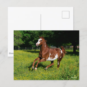 Bob Langrish Pinto Oldenburg Running in bloemen Briefkaart