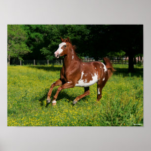 Bob Langrish Pinto Oldenburg Running in bloemen Poster