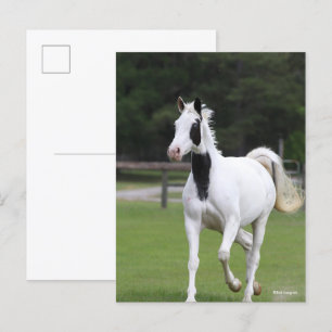 Bob Langrish Pinto Warmbloed Briefkaart