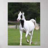 Bob Langrish | Pinto Warmbloed Poster (Voorkant)