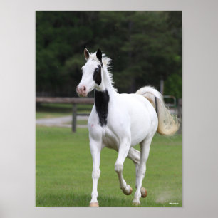 Bob Langrish Pinto Warmbloed Poster