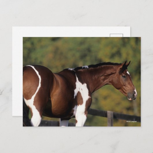 Bob Langrish | Pinto Warmblood Standing Headshot Briefkaart (Voorkant / Achterkant)