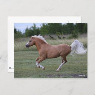 Bob Langrish   Pony Palomino Welsh Running Briefkaart