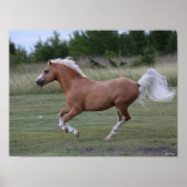 Bob Langrish | Pony Palomino Welsh Running Poster (Voorkant)