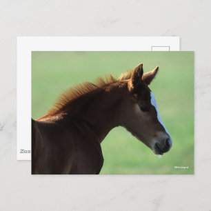 Bob Langrish Quarter Horse Foal Backlit Briefkaart