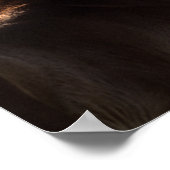 Bob Langrish | Quarter Horse Foal Backlit Poster (Hoek)