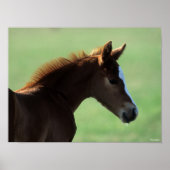 Bob Langrish | Quarter Horse Foal Backlit Poster (Voorkant)