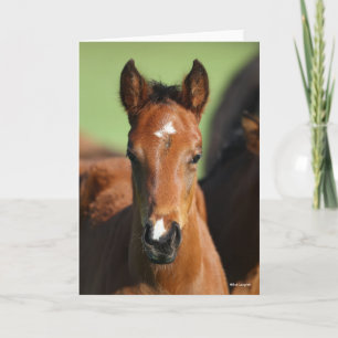 Bob Langrish   Quarter Horse Foal Headshot Kaart