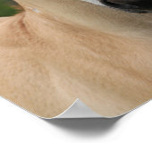 Bob Langrish | Quarter Horse Foal Headshot Poster (Hoek)